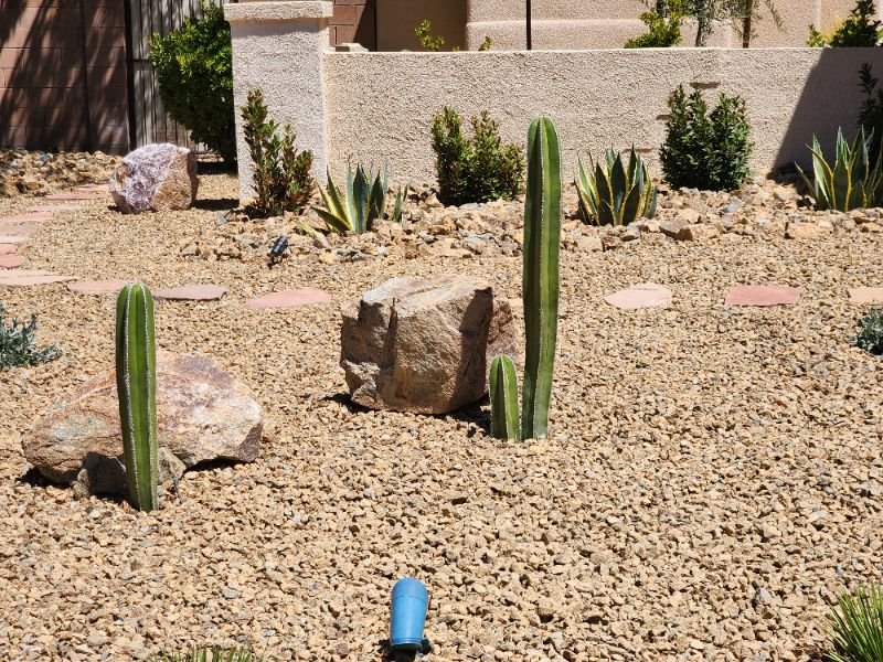 From Desert to Dreamscape: Cacti Landscaping in Las Vegas Homes