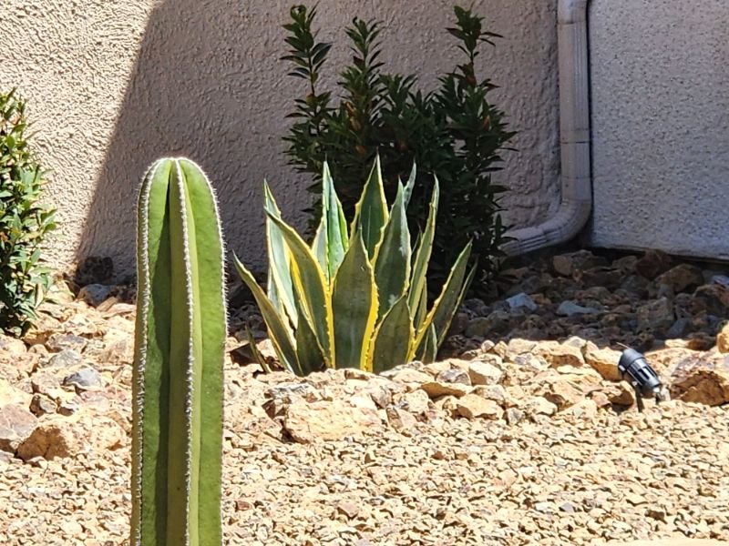 Best Drought-resistant Plants for Las Vegas Landscaping