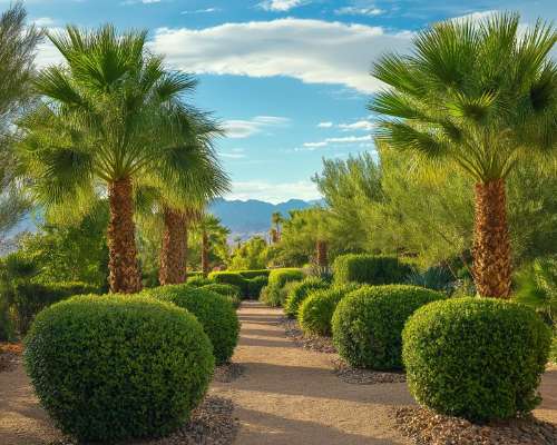 Las Vegas Landscaping Shrubs That Attract Pollinators