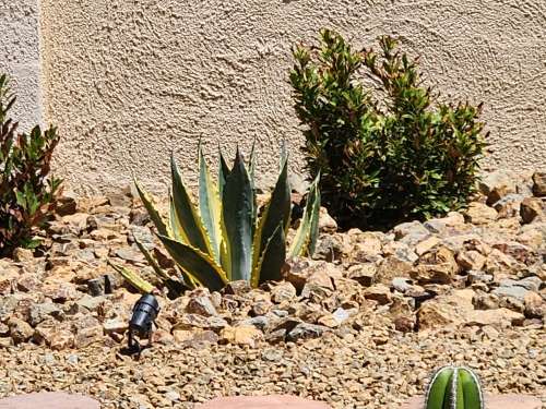 Drought-Tolerant Plants to Use Around Trees in Las Vegas