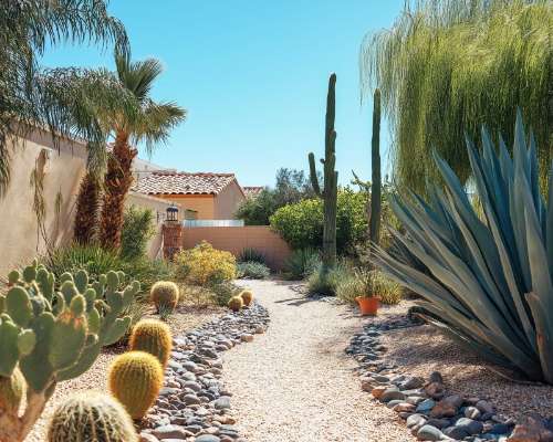 Succulent and Cactus Options for Las Vegas Landscaping