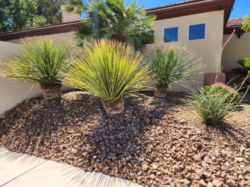 Plant and Paver Combinations for Las Vegas Backyards