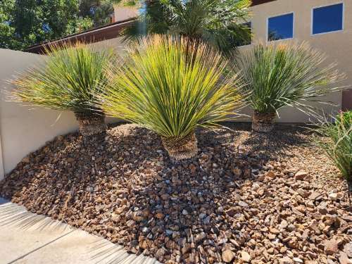 Colorful & Hardy Plants for Las Vegas Front Yards