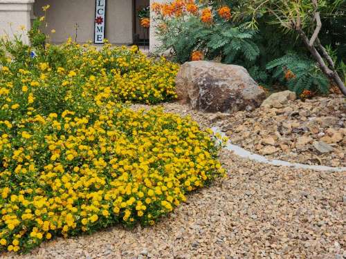 Best Low-Maintenance Plants That Thrive in Las Vegas