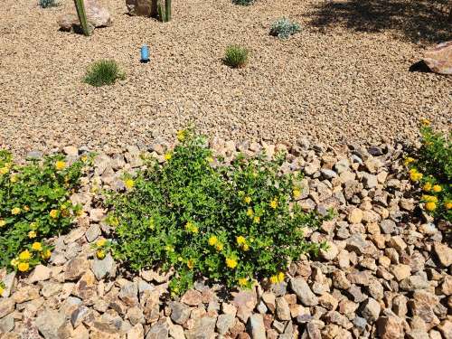 Native Las Vegas Plants That Are Perfect for Landscaping