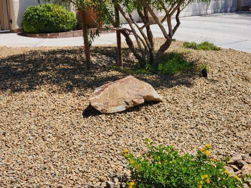 Important Questions Should I Ask About Cacti Landscaping in Las Vegas